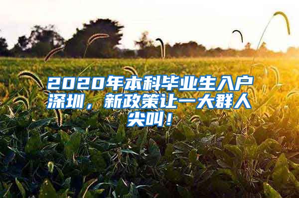 2020年本科毕业生入户深圳，新政策让一大群人尖叫！