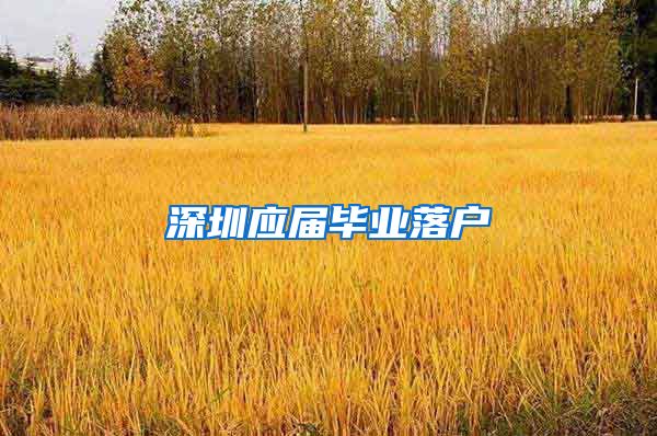 深圳应届毕业落户